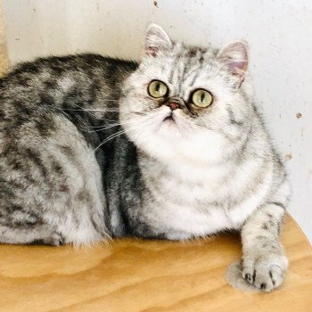 chat Exotic Shorthair black silver shaded UGGY Chatterie Nice Cats chat Exotic Shorthair black silver shaded UGGY Chatterie Nice Cats