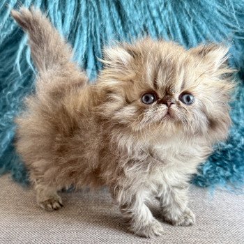 chaton Persan black golden shaded ADON Chatterie Nice Cats