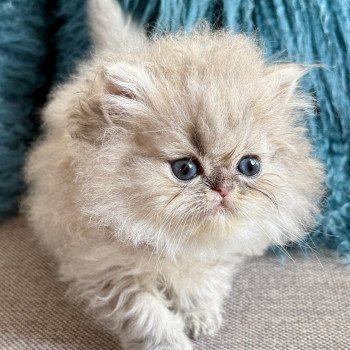 chaton Persan blue golden shaded ALASKA Chatterie Nice Cats