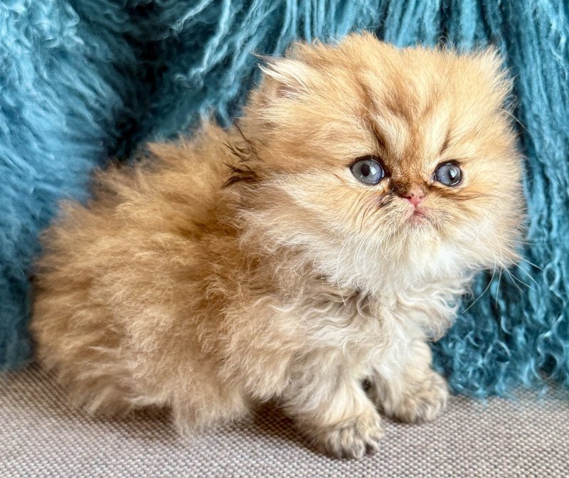 ALTHEA Femelle Persan