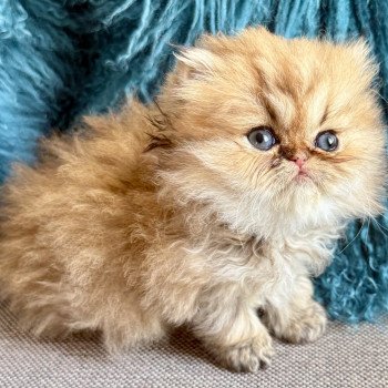 chaton Persan black golden shaded ALTHEA Chatterie Nice Cats