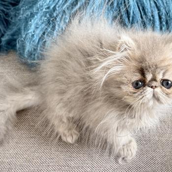 chaton Persan blue golden shaded AZULINE Chatterie Nice Cats