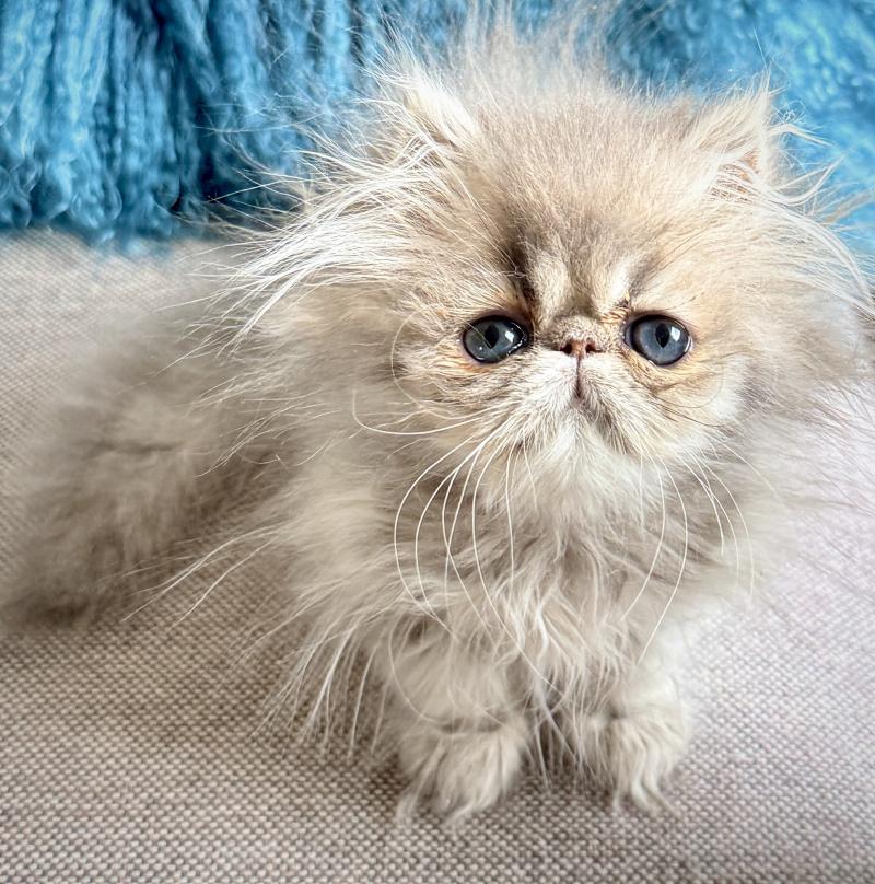 AZULINE Femelle Persan