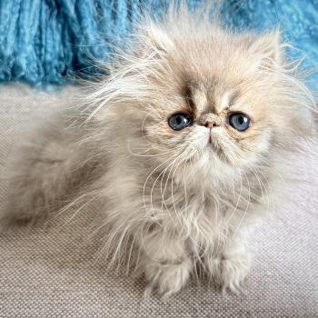 chaton Persan blue golden shaded AZULINE Chatterie Nice Cats