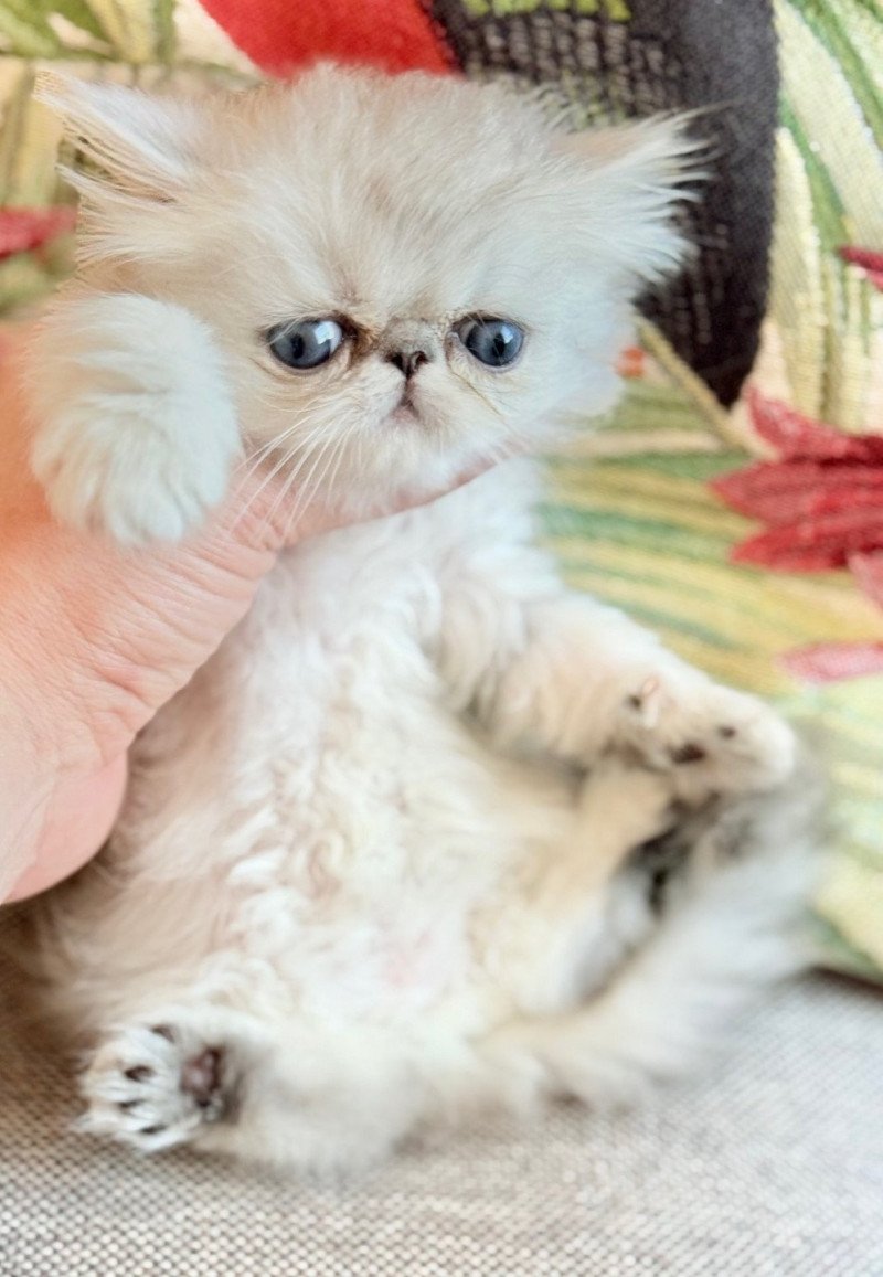 NICE CATS AMELIA Femelle Persan NICE CATS AMELIA Femelle Persan