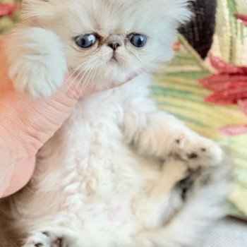 chaton Persan black silver shaded NICE CATS AMELIA Chatterie Nice Cats chaton Persan black silver shaded NICE CATS AMELIA Chatterie Nice Cats