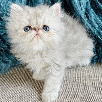 chaton Persan blue silver shaded NICE CATS ARTHUR Chatterie Nice Cats