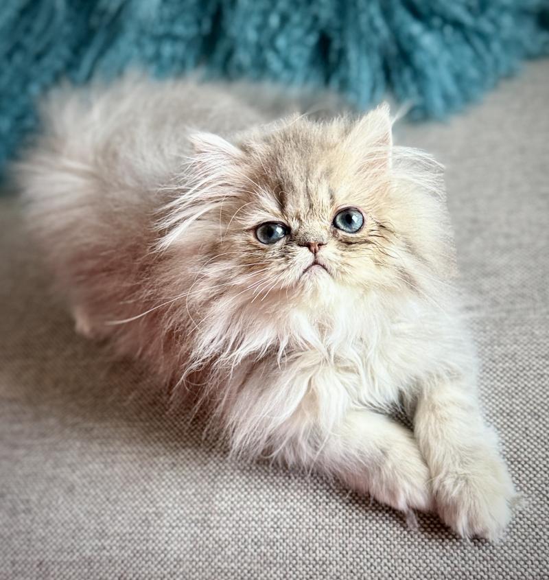 NICE CATS BIANCA Femelle Persan