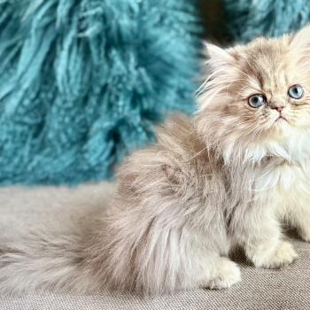 chaton Persan blue golden shaded NICE CATS BIANCA Chatterie Nice Cats