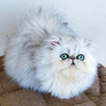 chat Persan black silver shaded NICE CATS PIN-UP Chatterie Nice Cats