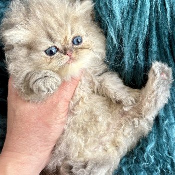 Chaton Persan NICE CATS SUNRISE ❤ NICE CATS SATURNE 2025 Chatterie Nice Cats