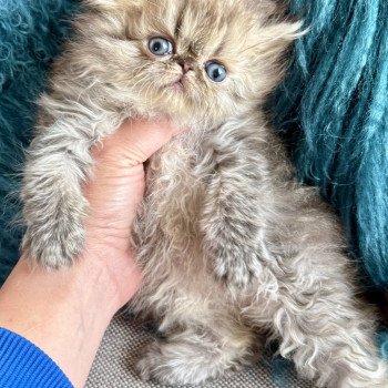 Chaton Persan NICE CATS SUNRISE ❤ NICE CATS SATURNE 2025 Chatterie Nice Cats