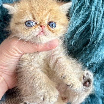 Chaton Persan NICE CATS SUNRISE ❤ NICE CATS SATURNE 2025 Chatterie Nice Cats