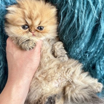 Chaton Persan NICE CATS SUNRISE ❤ NICE CATS SATURNE 2025 Chatterie Nice Cats