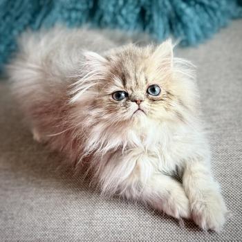 Chaton Exotic Shorthair NICE CATS TULIPE ❤ Tostaky 2026 Chatterie Nice Cats